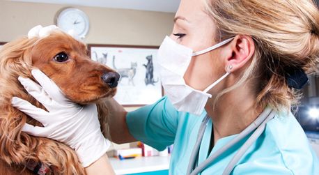 Clínica Veterinaria Avenida de España chequeo de mascota