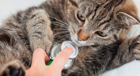 Clínica Veterinaria Avenida de España gato